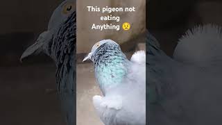 This pigeon 🐦 not eating anything 😔 vlog3 [upl. by Sirtimed]