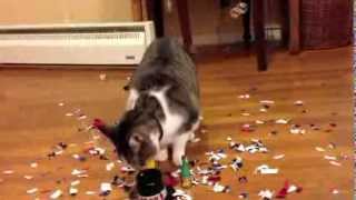 New Years Eve Cat Singing Auld Lang Syne Happy New Year [upl. by Aryajay]