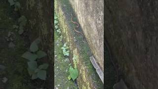 Snake 🐍🐍videosaampviralvideoshortvideoytshort [upl. by Eupheemia]