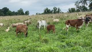 Mini Zebu Cattle Grazing in the East [upl. by Jak]