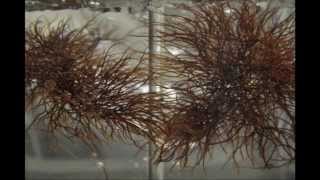 IV Seaweed Culture in New England Gracilaria Part 4 of 6 [upl. by Wolfgram582]