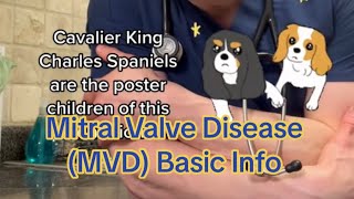 Mitral Valve Disease MVD or MMVD [upl. by Ellerihs117]