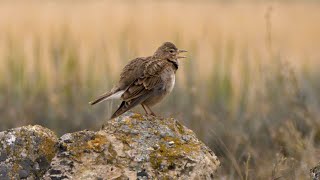 Calandra Lark Singing [upl. by Malachy784]