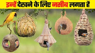 ताजमहल भी फ़ैल है इस घोंसले के सामने  Most Beautiful Bird Nests in the World [upl. by Helas]