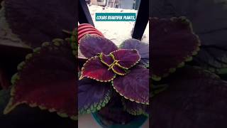 Colias beautiful plants love song gardening plants trending shorts [upl. by Ettelliw]