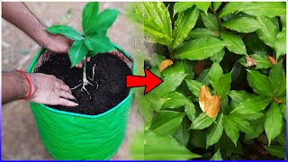 Grow INSULIN PLANTS At Home To Cure Diabetes [upl. by Chasse517]