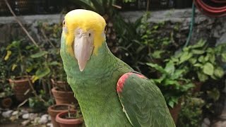 Fito Loro feliz de salir al jardín 🙃 Loro Amazona Oratrix 🦜 [upl. by Cleve]