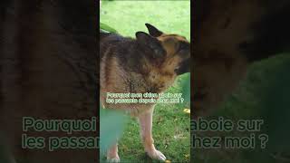 🐕 Pourquoi ton chien aboie sur les passants  🤔👀 [upl. by Stagg]