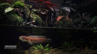 Two years Snakehead Fish Underwater CAVE AQUATERRARIUM [upl. by Verada]