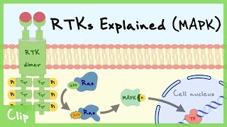 MAPK Pathway Of Receptor Tyrosine Kinase Explained  Clip [upl. by Ezaria393]