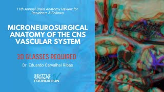 Microneurosurgical Anatomy of the CNS Vascular System  Eduardo Carvalhal Ribas MD [upl. by Nossah]