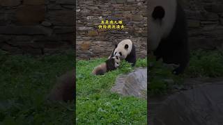 Panda Mom and Baby A Chaotic Yet Adorable Bond cute funny panda animals [upl. by Ahsla]