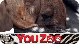 Tierklinik München Haar │YouZoo [upl. by Mayes]