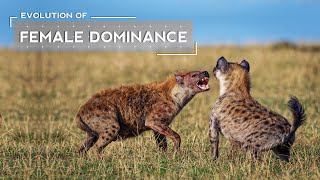 How Female Dominance Evolved in Hyenas [upl. by Ahsiad]