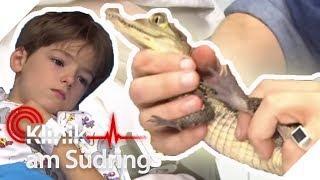 Krokodil im Gesicht Wie kommt das Tier da hin  Klinik am Südring  SAT1 [upl. by Odysseus]