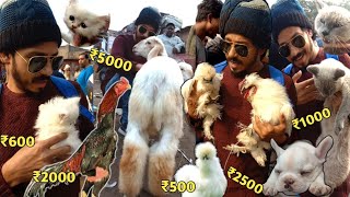 cheapest bird market in delhi aseel murga  goat  persian cat  american silky murgi  bull dog [upl. by Enrika]