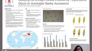 Studying the drought Stress Induced by Polyethylene glycol on Azerbaijan barley accessions [upl. by Niklaus768]