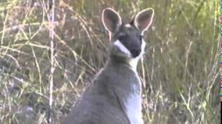 Whiptail Wallaby Macropus parryi [upl. by Kumar262]