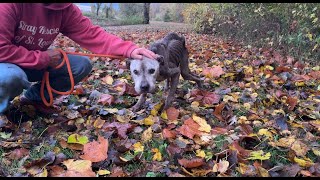 We carried him for a mile  Stray Rescue of StLouis [upl. by Ocsicnarf204]