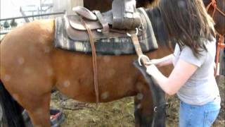 How to western saddle your horse [upl. by Asiilanna]