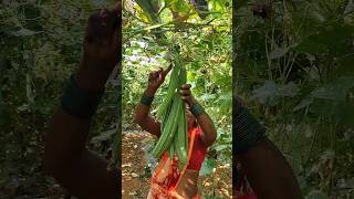 Beerakaya harvesting [upl. by Nauqit]