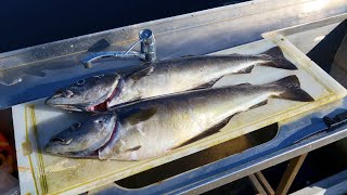 Spearfishing Under The Bridge Vol4 Norway [upl. by Akcebar]