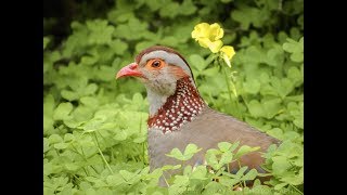 Barbary Partridge in the Nature Reserve Gibraltar [upl. by Derwon37]