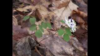 Plant portrait  Rue anemone Thalictrum thalictroides [upl. by Collie469]