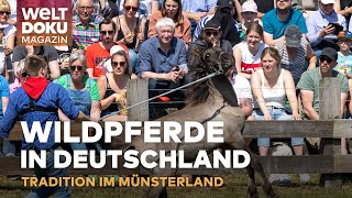 WILDPFERDE IN DEUTSCHLAND Tradition und Adrenalin beim Wildpferdefang im Münsterland  WELT Magazin [upl. by Mak]