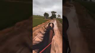 🚀🌪️Speed daso horse horselover myhorse shortvideo horseshow marwadi nukra horse full speed [upl. by Latrena]