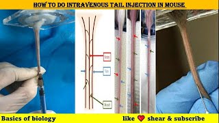 How to do intravenous tail injection in mice [upl. by Leraj]