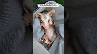 This family rescued a baby opossum from danger and gave it a warm home animalshorts [upl. by Haret]