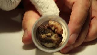 A dwarf hamster has a rotten smelly gigantic lump Postop Pt 22 [upl. by Cia]