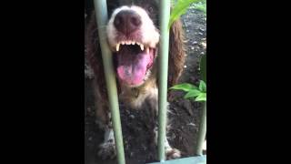 Springer Spaniel is this normal behaviour [upl. by Leonelle247]