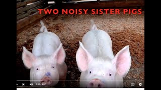 TWO SQUEALING SISTER PIGS real authentic sounds FARM LIFE for KIDS  EDUCATIONAL [upl. by Evan975]