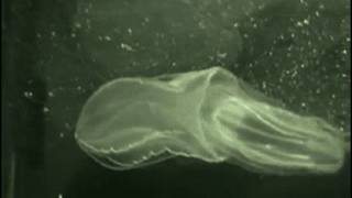 Comb jellyfish feeding [upl. by Amend]