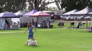 2024 Cohuna Show  Dog Show  Friday  Broadcast Backup [upl. by Kenelm952]