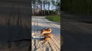 Crazy orange bull snake looking to strike at the camera subscribe and comment [upl. by Ashien]