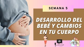 SEMANA 5 DE EMBARAZO DESARROLLO DEL BEBÉ Y CAMBIOS EN TU CUERPO 👶🏻🤰🏻 [upl. by Etnohs38]