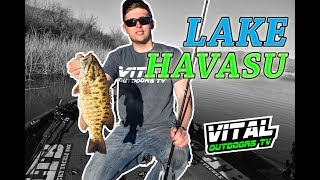 Swimbait Fishing in the Desert Lake Havasu [upl. by Ybanrab813]