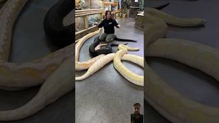 😱😱😱Big pythons 😱😱😱 snake reptiles animals python anaconda viral travel snakebite [upl. by Aiva]