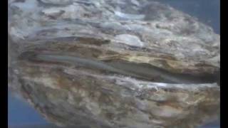 Hatchery Spawning by Thermal Shock of the American Oyster 0910wmv [upl. by Aiceled]