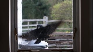 Crow attacking window  why [upl. by Eenhat934]