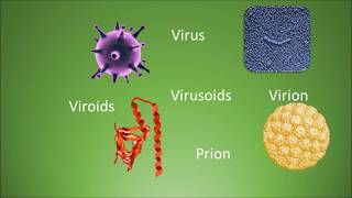 Difference among virus virion viroids virusoids and prions [upl. by Eillehs]