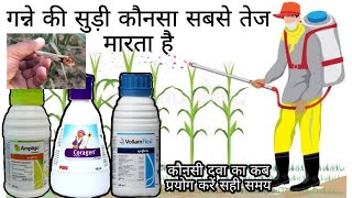 Fmc Coragen Syngenta Ampligo Syngenta volium flexi  गन्ने में कौनसी कब डाले और क्या रिजल्ट है [upl. by Naveb]