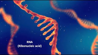 Sinh 10 RNA Ribonucleic acid [upl. by Eyllom]