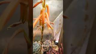 ALOE BREVIFLORA suculents suculentas plants [upl. by Ori]