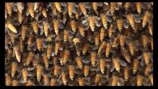 Evidence for Ventilation through Collective Respiratory Movements in Giant Honeybee Apis dorsata [upl. by Tteraj]