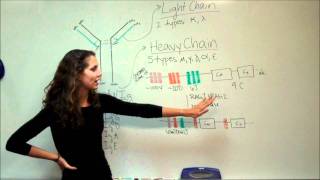 VDJ Recombination Lecture 53 amp 54 [upl. by Victoria]