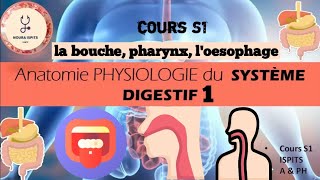 cours S1 Anatomie PHYSIOLOGIE du SYSTÈME DIGESTIF 1 📚شرح مبسط وشامل 🩺📚🩺ispitscours anatomy [upl. by Fraase]